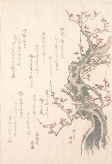 Spring Rain Collection (Harusame shu), vol. 1: Plum Tree in Bloom, ca. 1805-10., ca. 1805-10. Creator: Shinsai