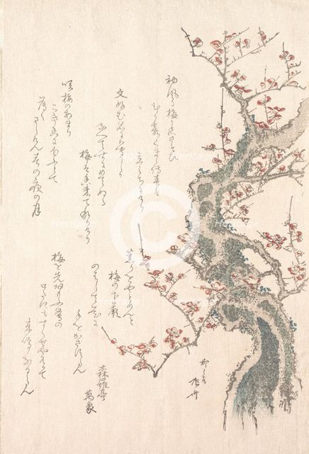 Spring Rain Collection (Harusame shu), vol. 1: Plum Tree in Bloom, ca. 1805-10., ca. 1805-10. Creator: Shinsai.