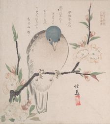 Spring Rain Collection (Harusame shu), vol. 3: Mountain Dove and Peach Flowers, ca. 1820., ca. 1820. Creator: Hokuba