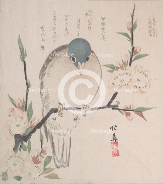 Spring Rain Collection (Harusame shu), vol. 3: Mountain Dove and Peach Flowers, ca. 1820., ca. 1820. Creator: Hokuba.