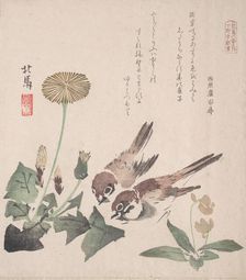 Spring Rain Collection (Harusame shu), vol. 3: Sparrows and Dandelions, ca. 1820., ca. 1820. Creator: Hokuba