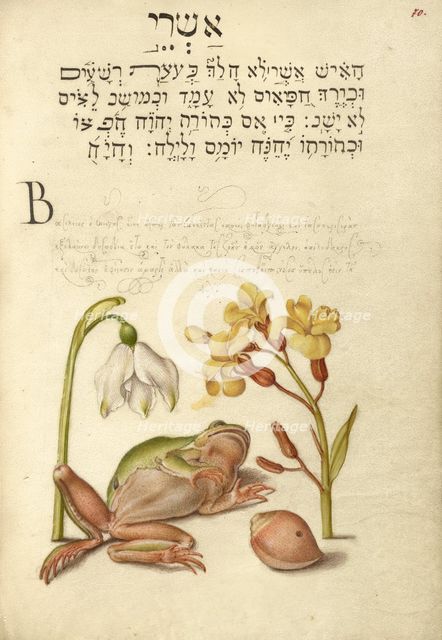 Spring Snowflake, Tree Frog, Wallflower, and Marine Mollusk, 1561-1562; illumination added 1591-1596 Creator: Joris Hoefnagel.