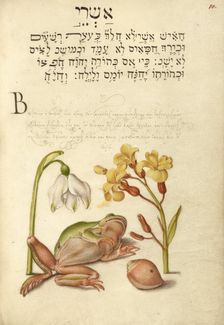 Spring Snowflake, Tree Frog, Wallflower, and Marine Mollusk, 1561-1562; illumination added 1591-1596 Creator: Joris Hoefnagel