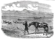 Springbok Hunting in South Africa, 1850. Creator: Unknown
