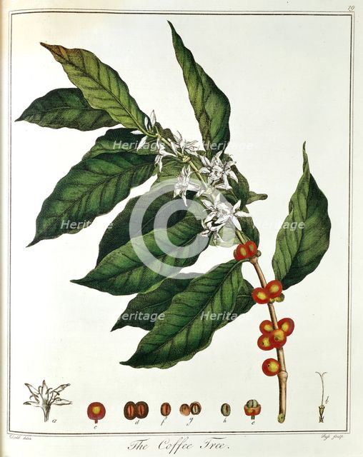 Sprig of Coffee (Coffea arabica) showing flowers and beans, 1798. Artist: Unknown
