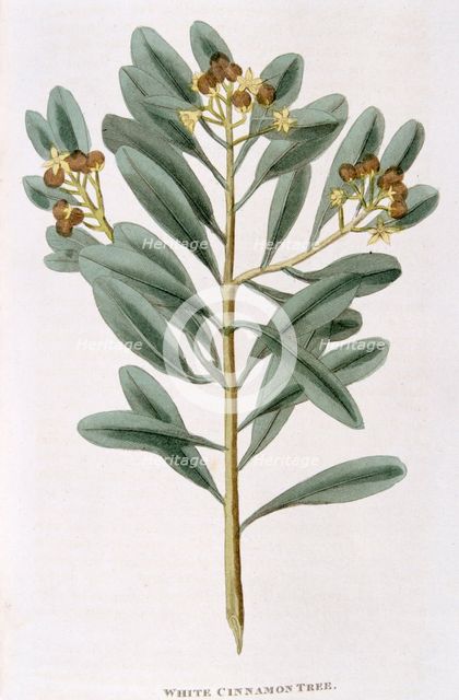 Sprig of white cinnamon (Canella alba), 1823. Creator: Unknown.