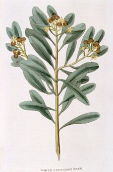 Sprig of white cinnamon (Canella alba), 1823. Creator: Unknown