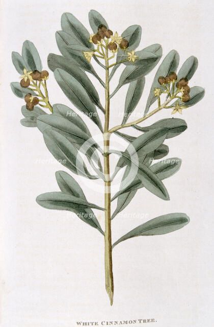 Sprig of white cinnamon (Canella alba), 1823. Artist: Unknown