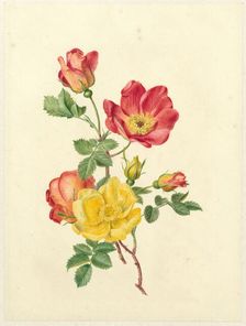 Sprig of wild roses, c.1800-c.1900. Creator: Antoinette Luden