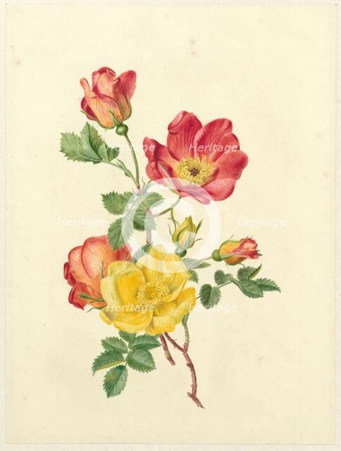Sprig of wild roses, c.1800-c.1900. Creator: Antoinette Luden.