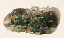 Spruce fallen on ferns; Cow (two-sided work), 1859. Creator: Werner Holmberg