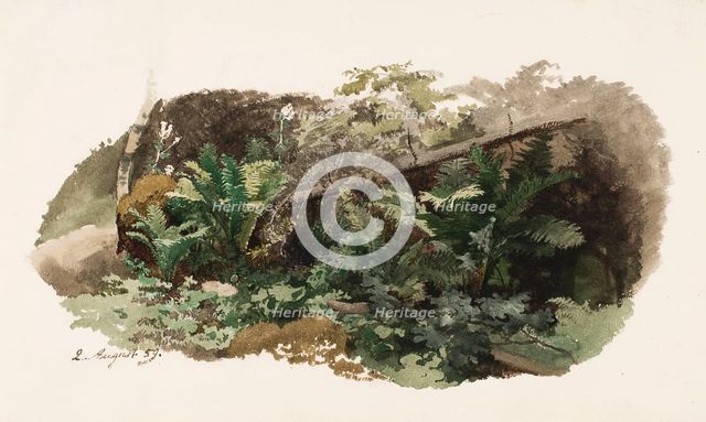 Spruce fallen on ferns; Cow (two-sided work), 1859. Creator: Werner Holmberg.