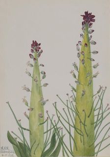 Squaw-Cabbage (Caulanthus inflatus), 1935. Creator: Mary Vaux Walcott
