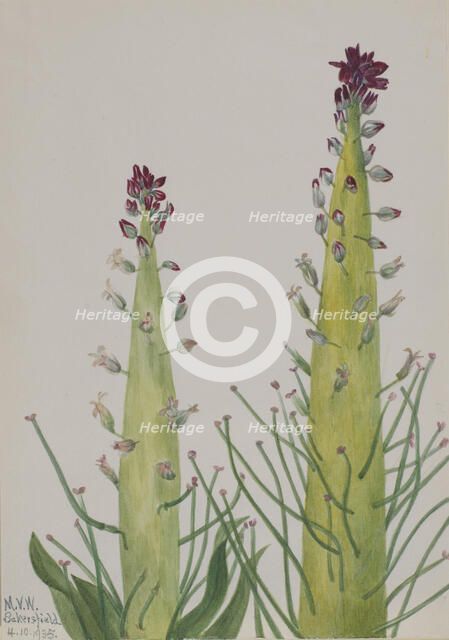 Squaw-Cabbage (Caulanthus inflatus), 1935. Creator: Mary Vaux Walcott.
