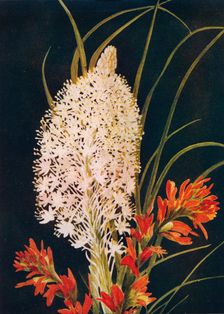Squaw Grass and Scarlet Paint Brush c1915, (1915). Artist: Emma Graham Clock