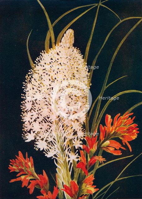 'Squaw Grass and Scarlet Paint Brush',  c1915, (1915). Artist: Emma Graham Clock.