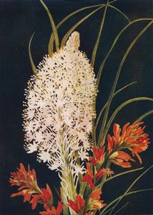 Squaw Grass and Scarlet Paint Brush c1915, (1915). Artist: Emma Graham Clock