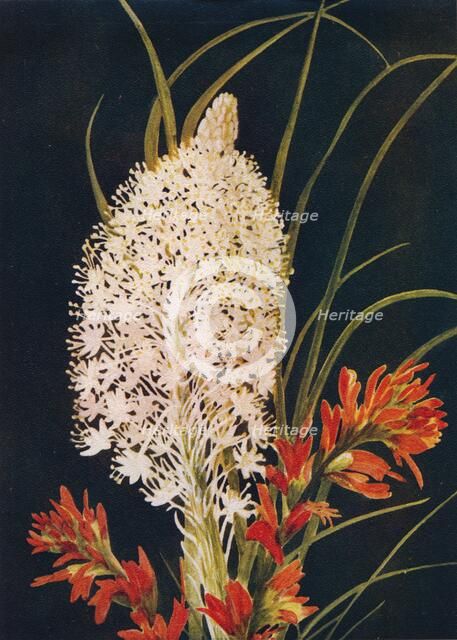 'Squaw Grass and Scarlet Paint Brush',  c1915, (1915). Artist: Emma Graham Clock.