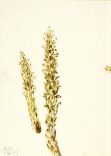 Squawroot (Conopholis americana), 1919. Creator: Mary Vaux Walcott