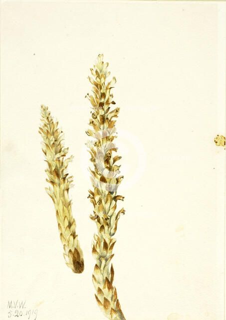 Squawroot (Conopholis americana), 1919. Creator: Mary Vaux Walcott.