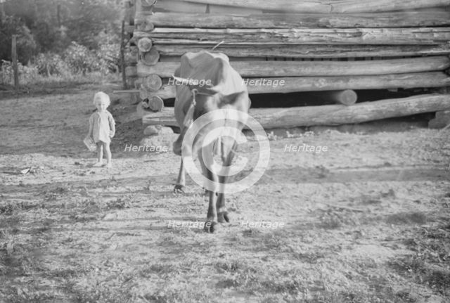 Squeakie Burroughs and cow near the barn, Hale County, Alabama, 1936. Creator: Walker Evans.