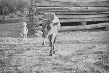 Squeakie Burroughs and cow near the barn, Hale County, Alabama, 1936. Creator: Walker Evans