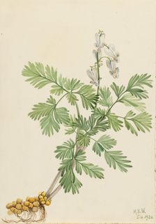 Squirrel Corn (Bikukulla canadensis), 1920. Creator: Mary Vaux Walcott