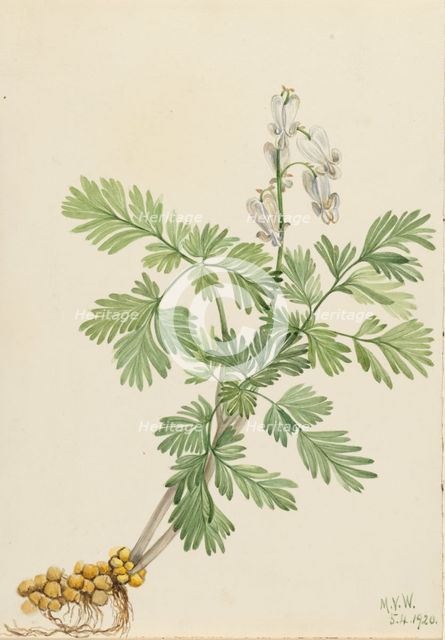 Squirrel Corn (Bikukulla canadensis), 1920. Creator: Mary Vaux Walcott.