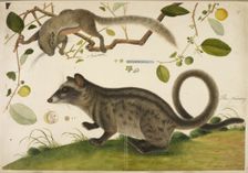 Squirrel and common palm civet, c1800. Creator: Anon