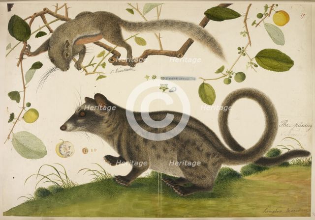Squirrel and common palm civet, c1800. Creator: Anon.