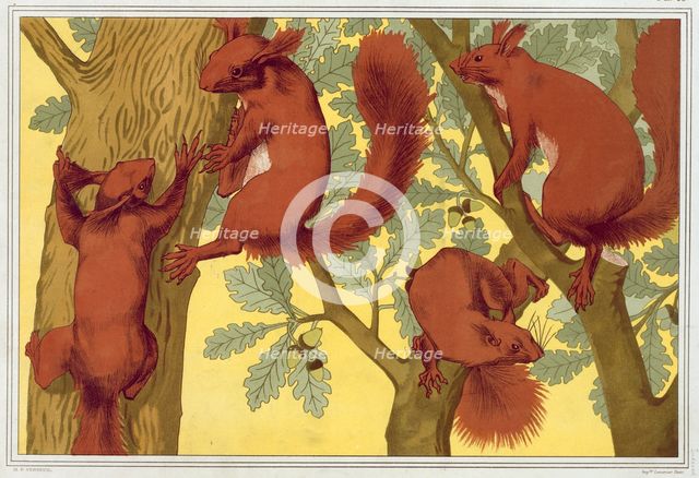 Squirrels, pub. 1897. Creator: Maurice Pillard Verneuil (1869?1942).