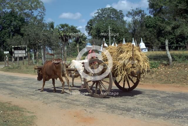 Sri Lankan bullock cart. Artist: CM Dixon Artist: Unknown