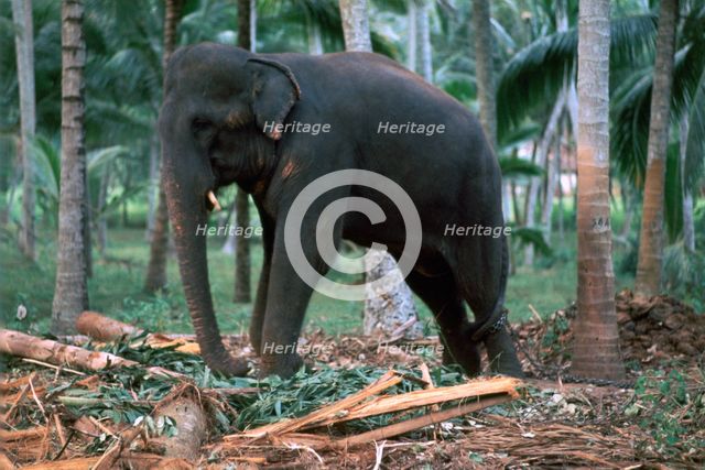 Sri Lankan elephant. Artist: CM Dixon Artist: Unknown