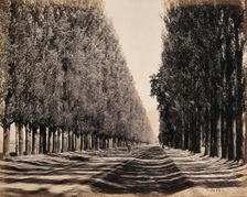 Srinagar, Kashmir: a dense poplar avenue, between 1800 and 1899. Creator: Samuel Bourne