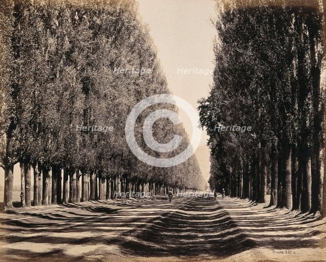 Srinagar, Kashmir: a dense poplar avenue, between 1800 and 1899. Creator: Samuel Bourne.