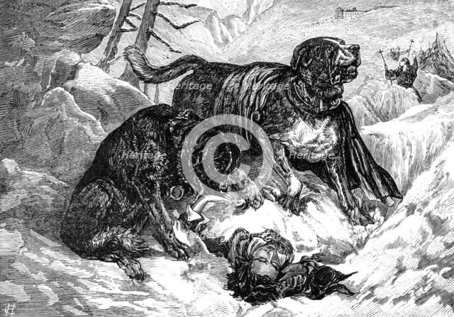 St. Bernard dogs finding a traveller in the snow, 1883. Creator: Unknown.