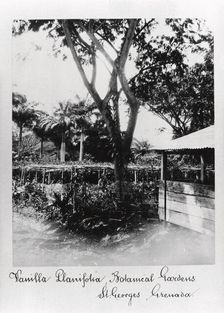 St George’s Botanical Gardens, Grenada, 1897