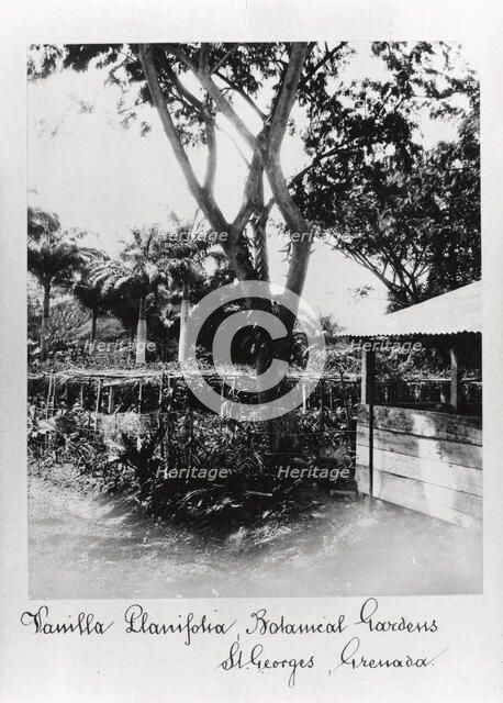 St George’s Botanical Gardens, Grenada, 1897. Artist: Unknown