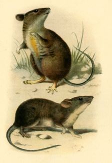 St. Kilda Mice 1899, (1943). Creator: P. J. Smit