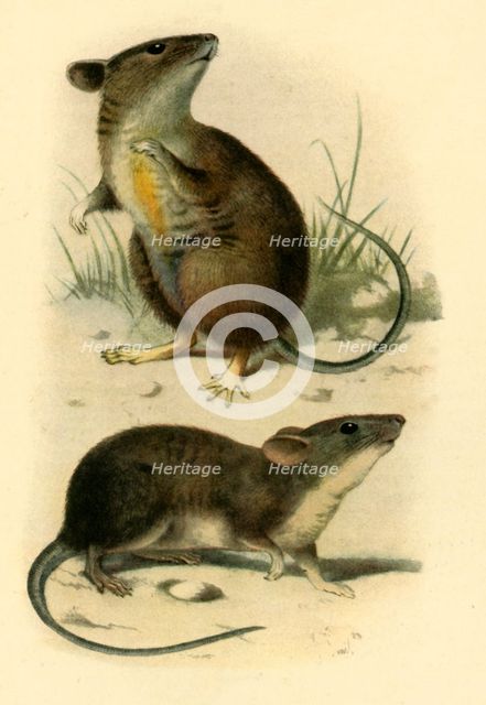'St. Kilda Mice', 1899, (1943).  Creator: P. J. Smit.