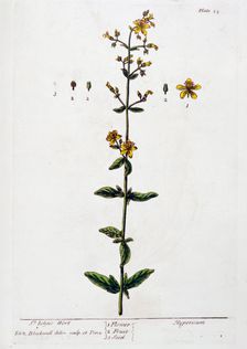 St John's Wort, 1782. Creator: Elizabeth Blackwell