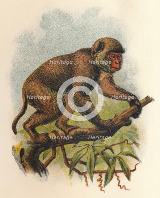 'St. John's Macaque', 1897. Artist: Henry Ogg Forbes.