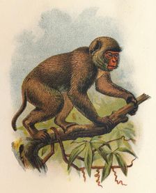 St. John's Macaque 1897. Artist: Henry Ogg Forbes