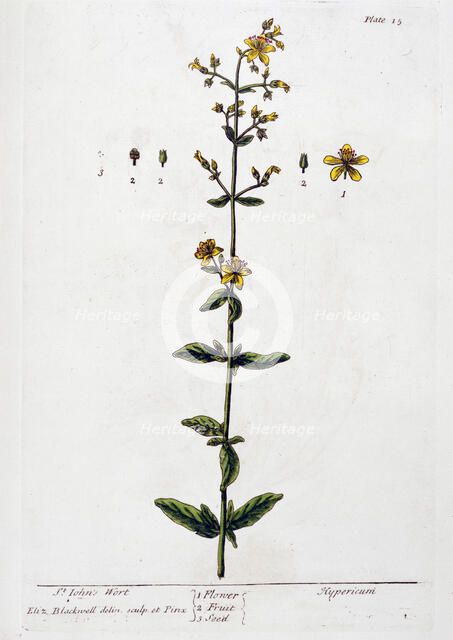 St John's Wort, 1782. Artist: Elizabeth Blackwell