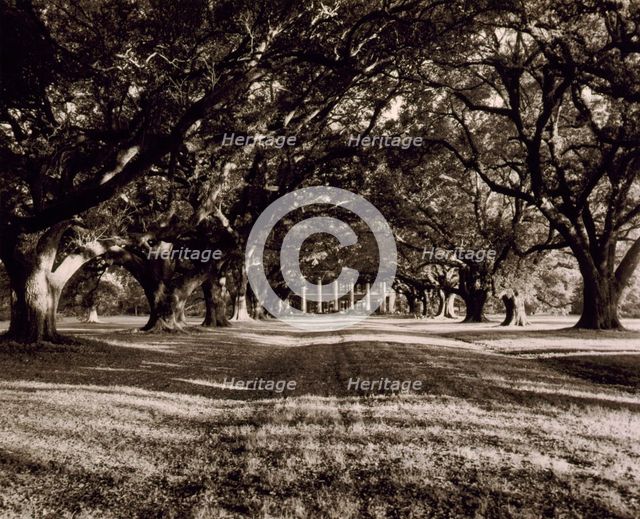 St. James Parish--Oak Alley, Vacherie, 1938. Creator: Frances Benjamin Johnston.