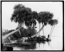 Studies in palms, Sebastian Creek, Florida, between 1880 and 1897. Creator: William H. Jackson