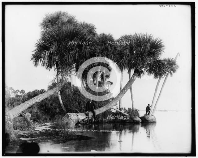 Studies in palms, Sebastian Creek, Florida, between 1880 and 1897. Creator: William H. Jackson.