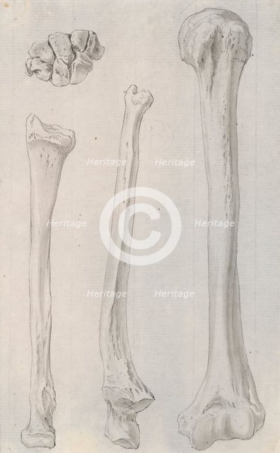 Studies of the bones of the legs, relating to Cheselden's `Osteographia', 1733. Creator: Gerard Vandergucht.