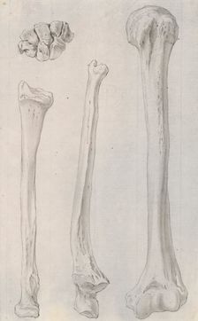 Studies of the bones of the legs, relating to Cheselden's `Osteographia 1733. Creator: Gerard Vandergucht