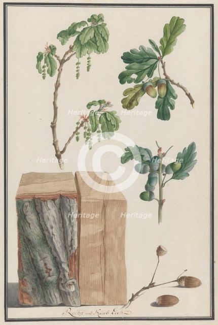 Studies of the blossoms, fruits and trunk of an English oak (Quercus robur), 1788. Creator: Ludwig Pfleger.